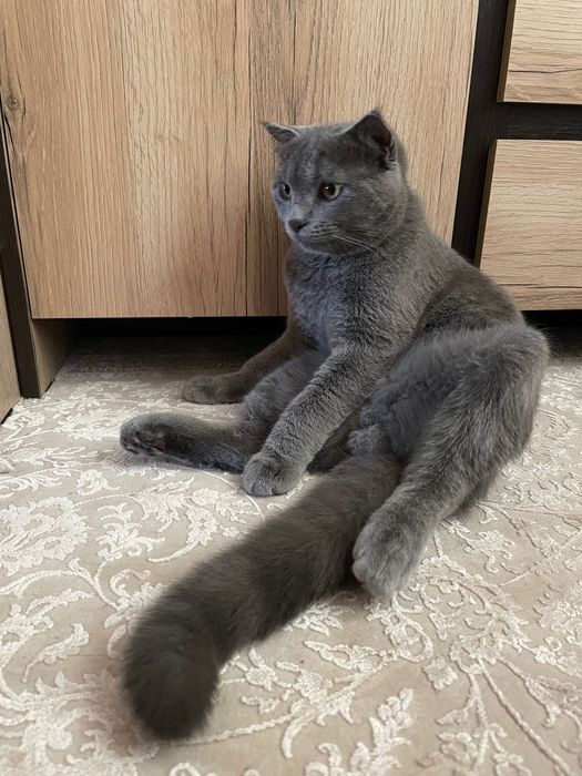 Вязкага. Сотилмиди! Для вязки. Не продается!