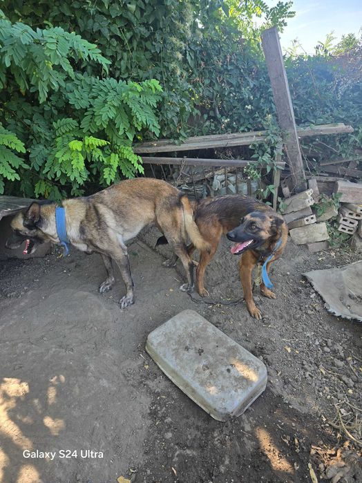 Бебета Белгийска овчарка