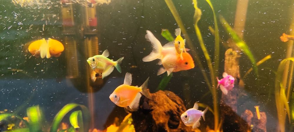 Аранда (красная шапочка)