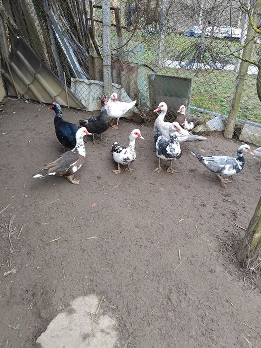 Vind rate mute.tineret..