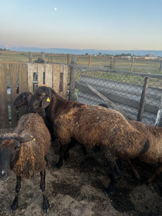 чистый Гисар писать на вацап