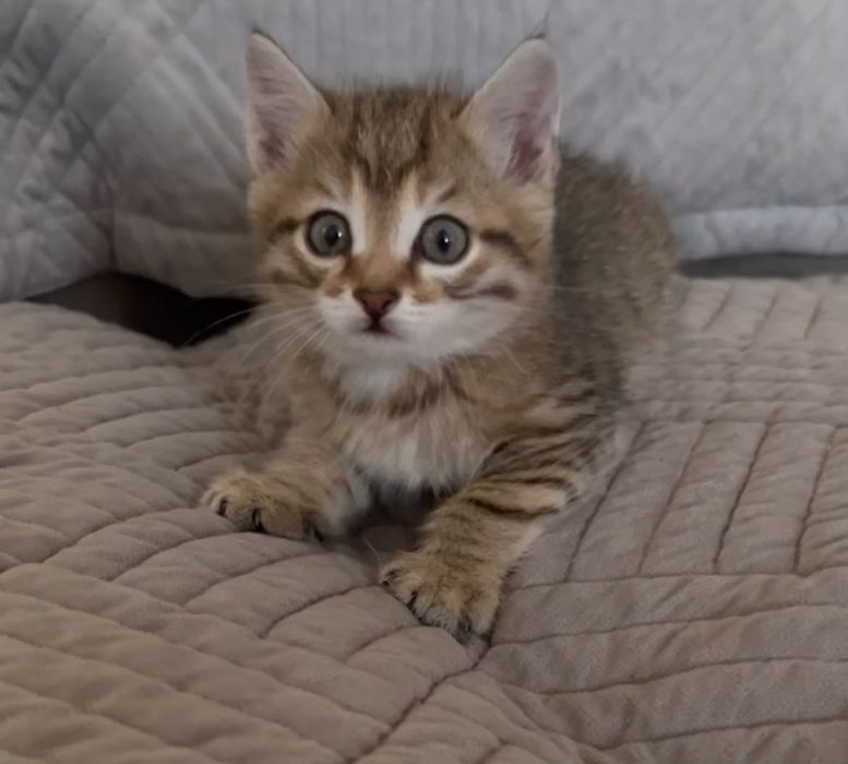 Отдам котят в добрые руки