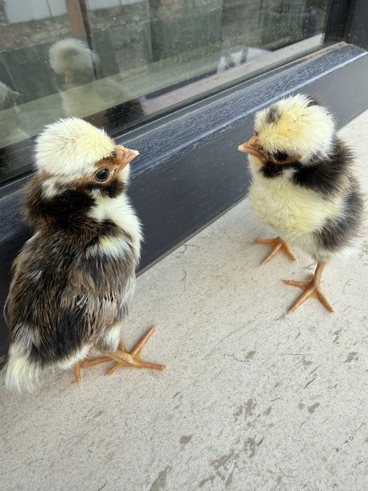 Vand familie de paduane si puisori