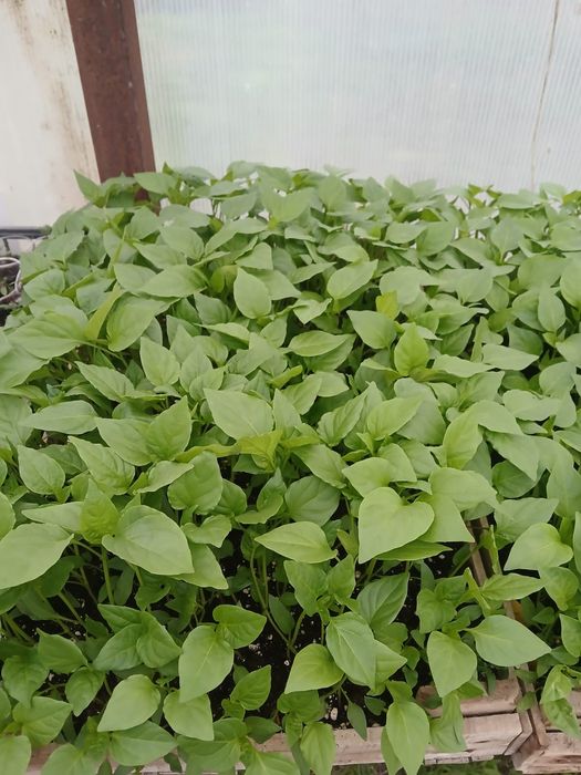 Рассада местная разная