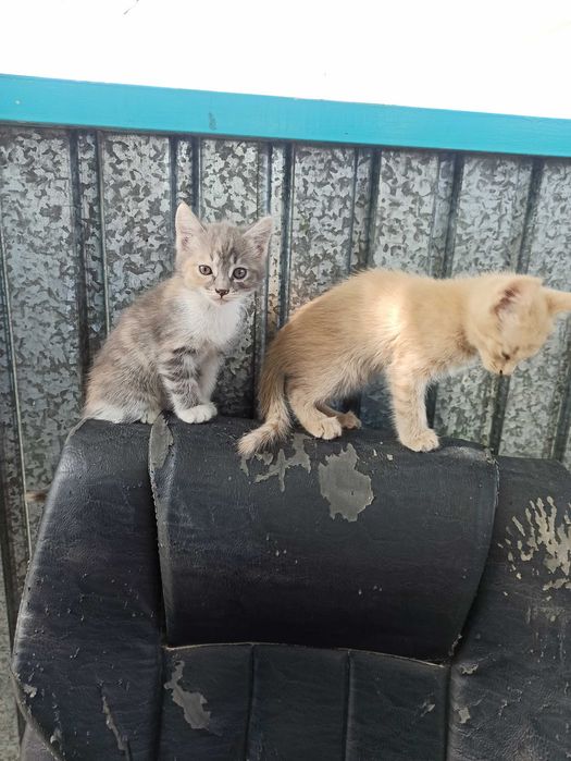 Котята бесплатно
