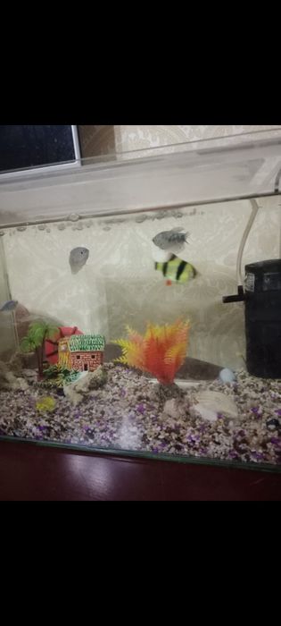 Продается аквариум с рыбами