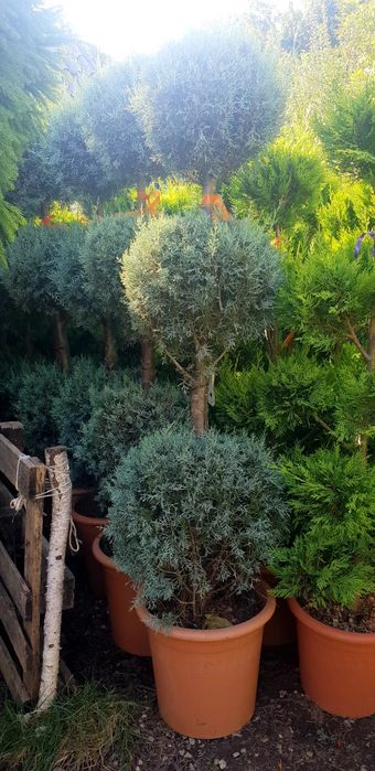 Vindem pon pon din leylandy calitate extra diferite dimensiuni