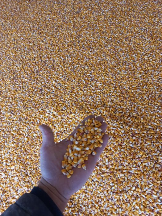 Porumb calitate deosebita grau ,tarate ,uruiala,floare,mazare