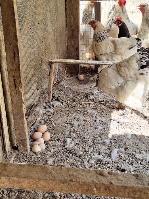 Гигантд бирама тухумлари 15000 сум