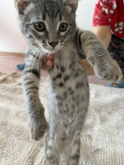Отдам котята 2,5 мес мальчики Актау
