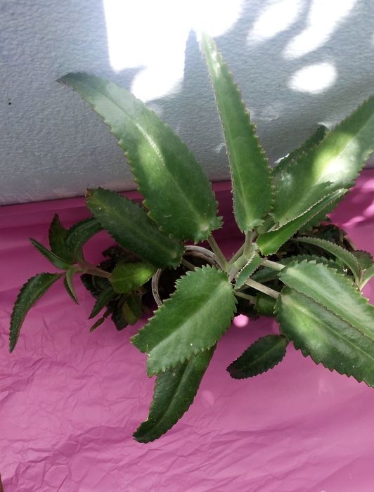 Живое дерево -каланхоэ