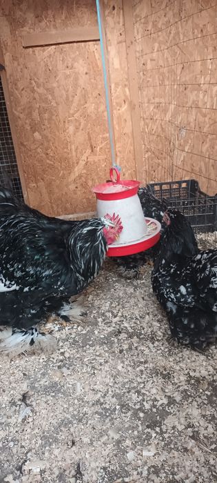 Ouă cochinchina bobat