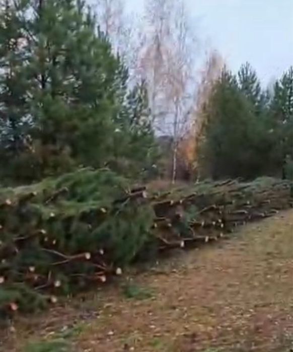 Новогодние елки сосны, ели.