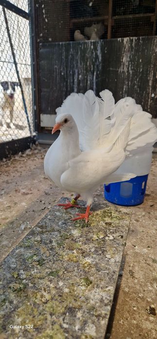 Porumbei voltati tineri