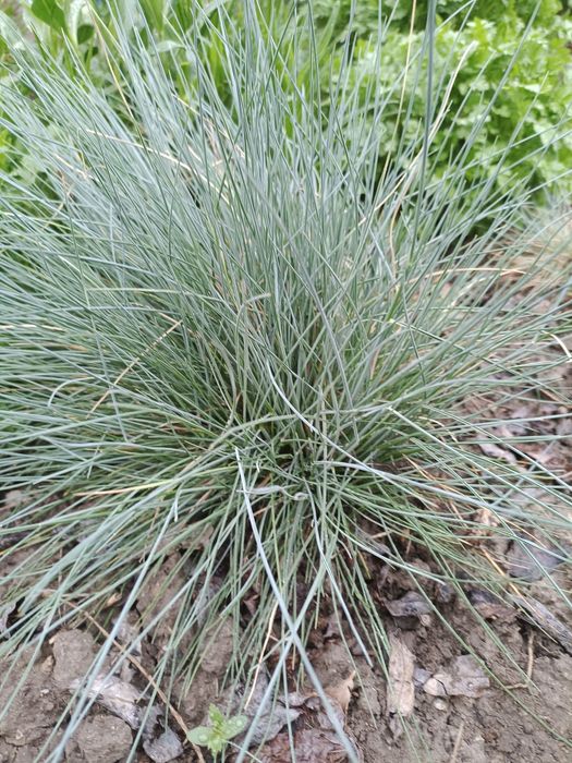 Цветы для сада Тараз