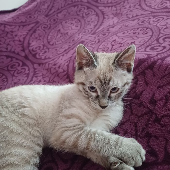 Нашли котёнка. Примерно 3-4 месяца.