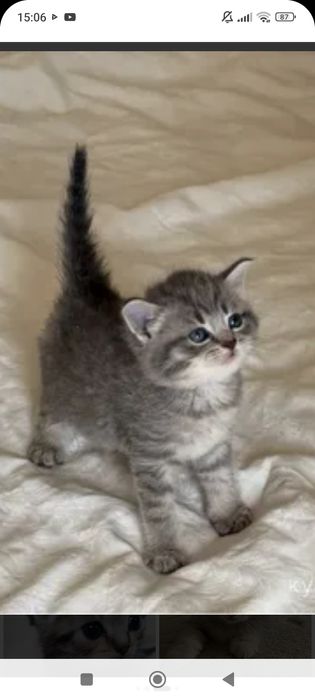 Британцы 1,5месяцев..Приученны.