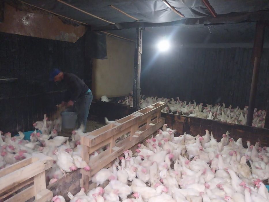 куры белые, молодые