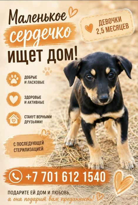 Миленькая собачка