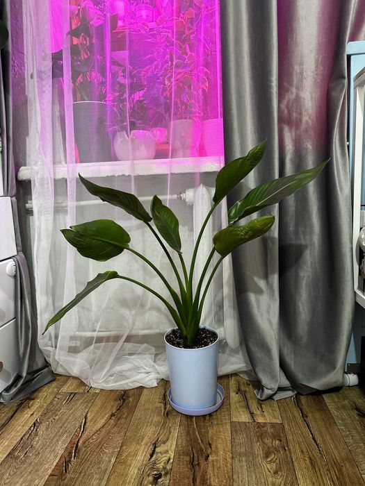 Стрелеция Николая