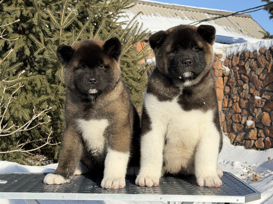 Щенки Американская Акита