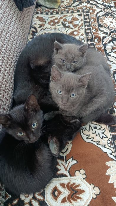 Отдам котят в хорошие руки