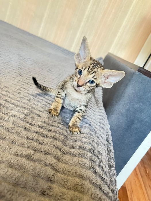 Ориентальные котята