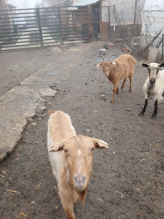 Schimb cu oi sau noatine