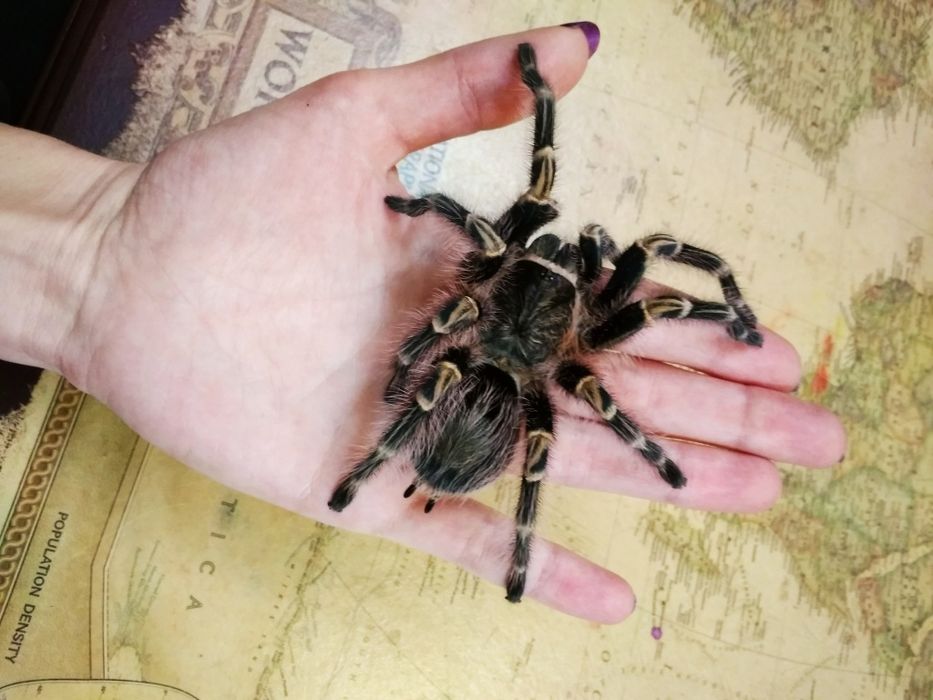 Grammostola aureostriata