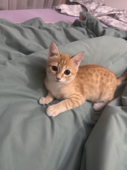 Отдам в хорошие руки