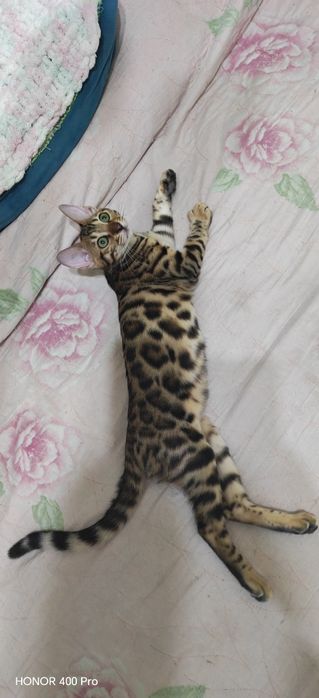 Бенгальский котенок,девочка