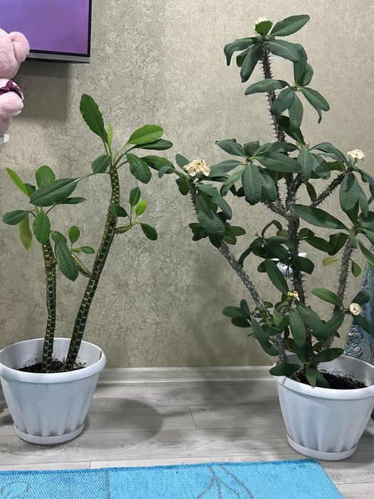 Домашний цветок