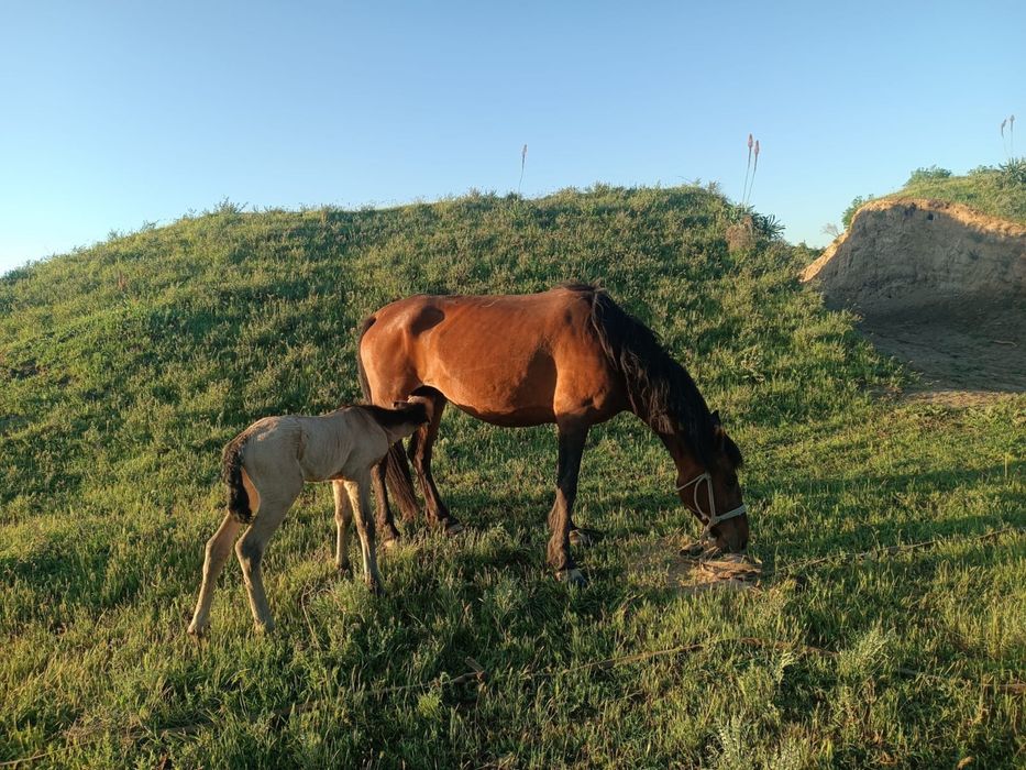 Лошади конь жылкы