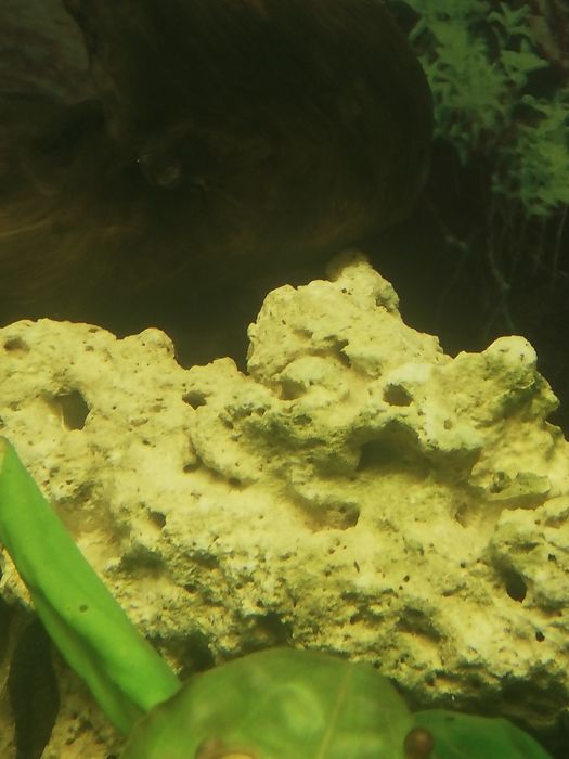 кораллы, песчаник в аквариум