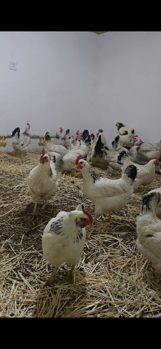 Инкубационное яйцо адлер