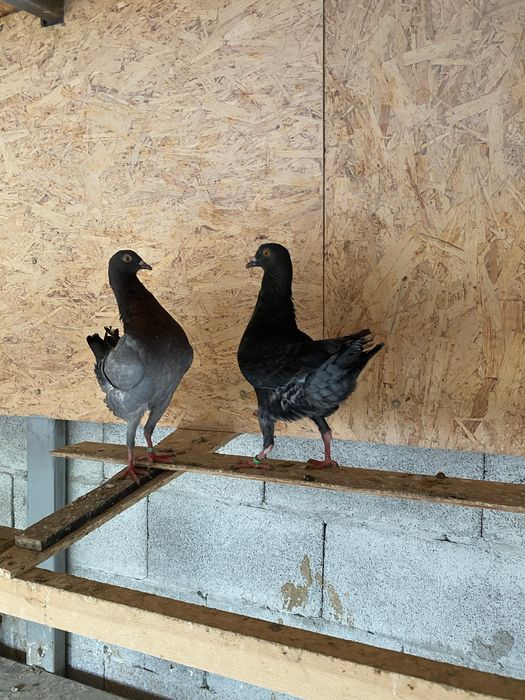 Голуби мальтийская курочка.Кинги.