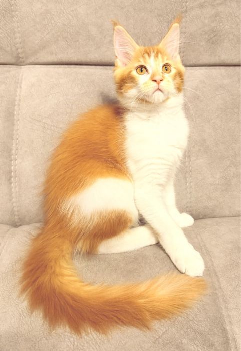 Кот мейн-кун, в разведенте