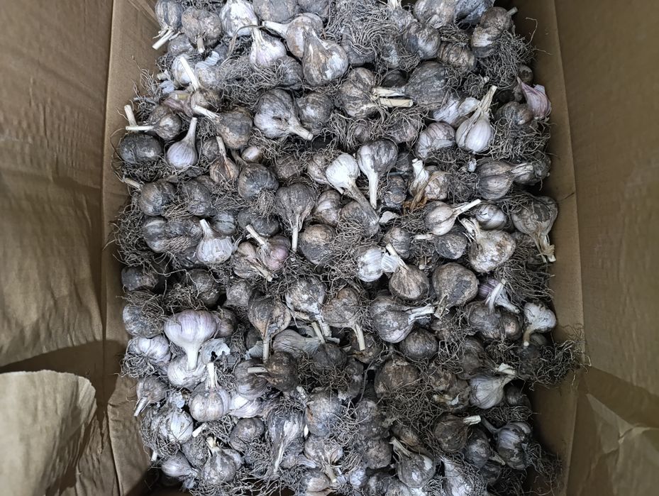 Продам чеснок домашний