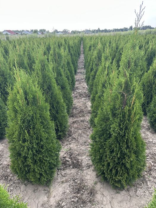 Туя смаракта, голубой можжевельник