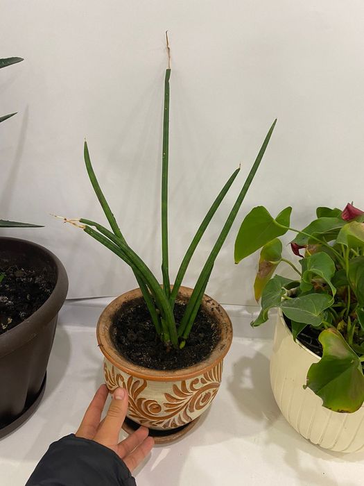 Комнатные цветы.