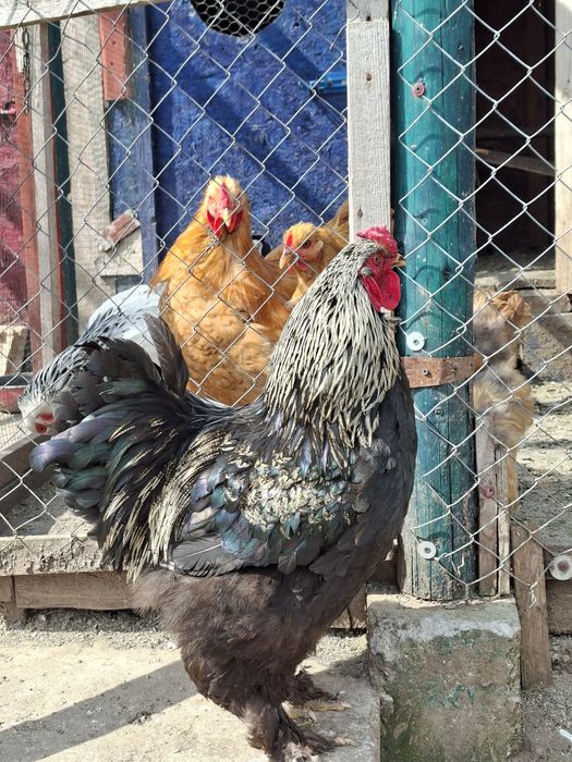 De vanzare cocosi de rasa