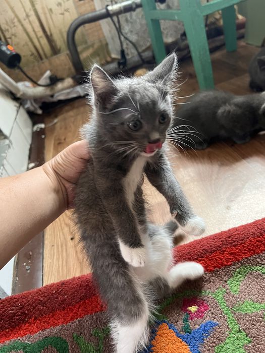 отдам котят бесплатно