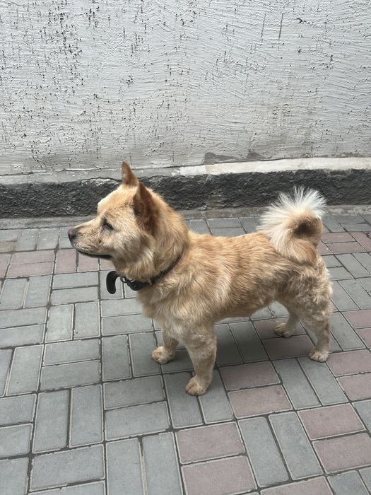 Отдам в хорошие руки
