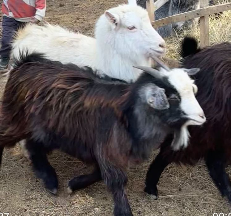 Тез арада,ешкі лағымен,шыбыштар сатылады.