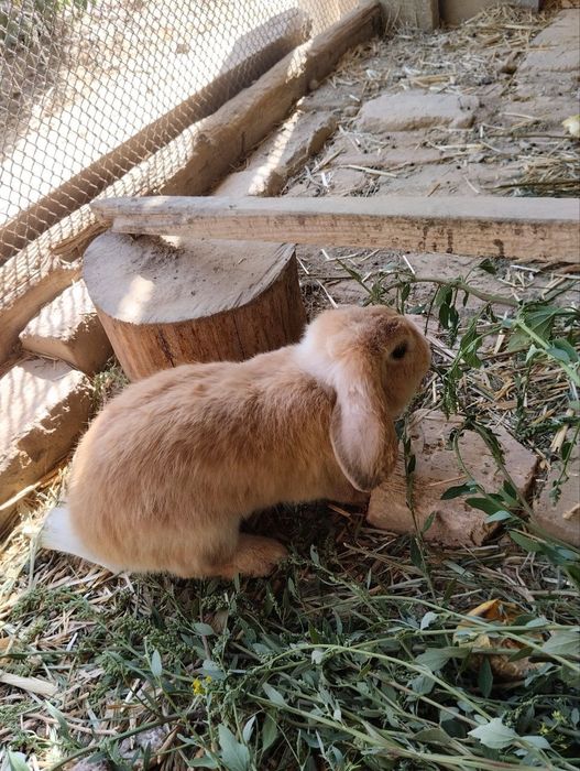 Декоративные вислоухие кролики