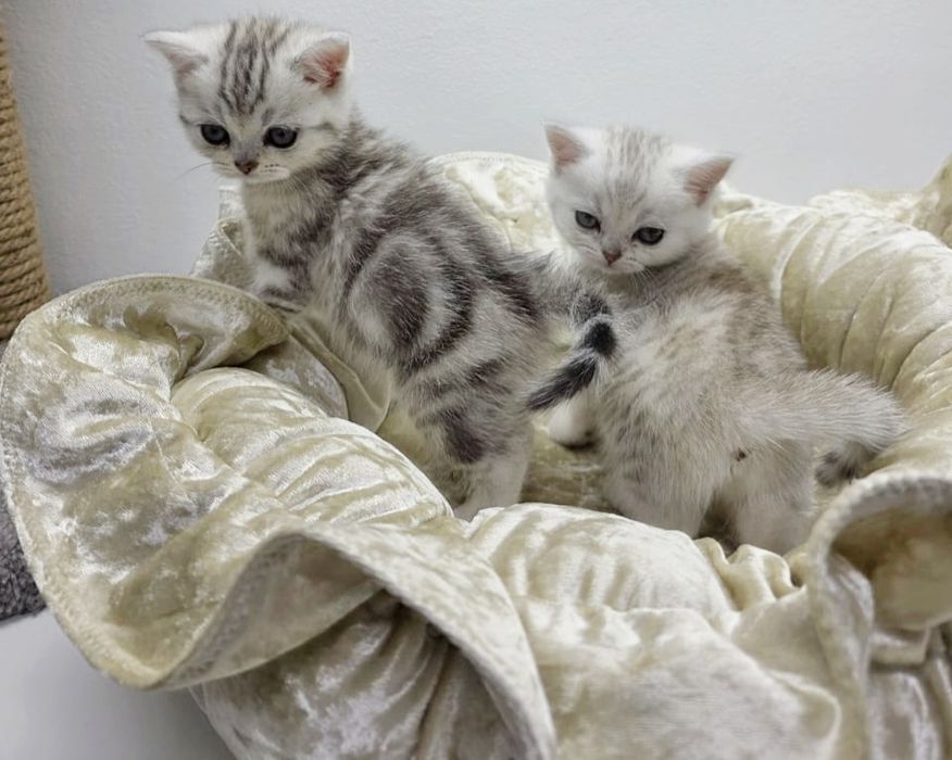 ШоТлаНдские КотЯта ОчаРоваШки