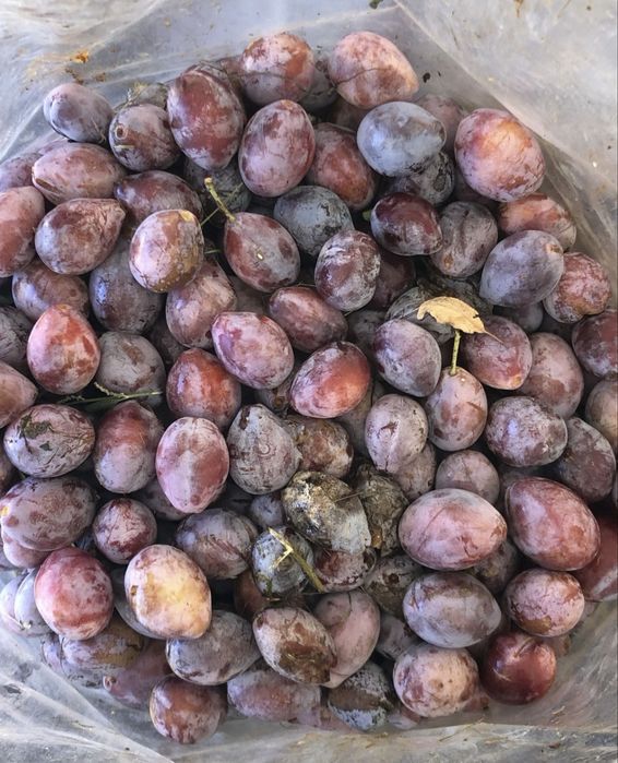Vand prune de tuica Darjan si alte soiuri!