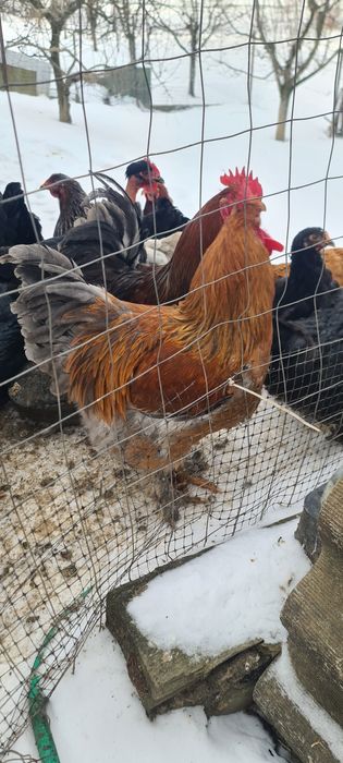Cocoși de vânzare