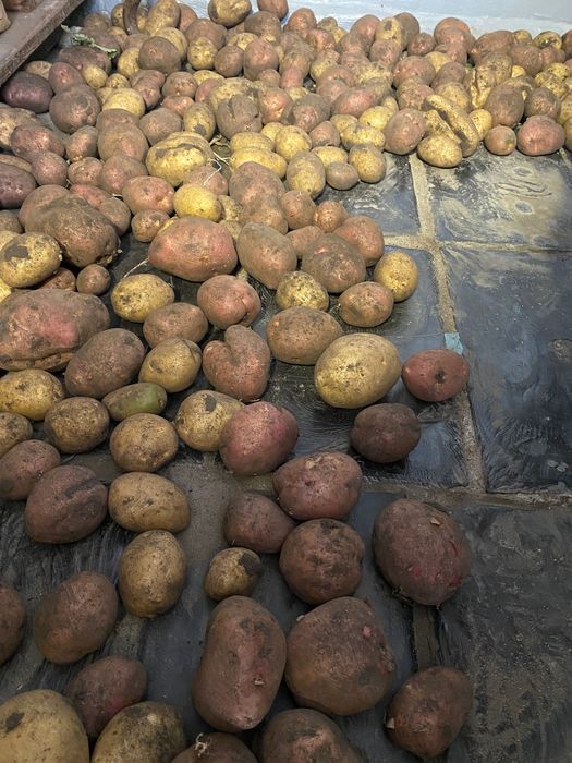 Картофель дачный.          .                .
