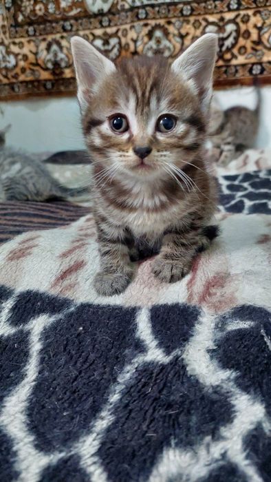 Британские котята.г. Шымкент.